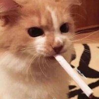 McQueen98 (@harold_rp24) 's Twitter Profile