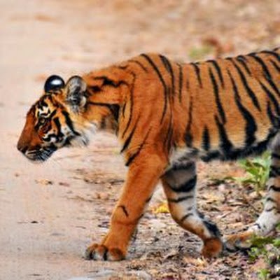 Ramgarh Vishdhari Tiger Reserve Bundi