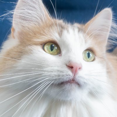 Ed_riee's profile picture. 2020年クリスマスからノルウェージャンフォレストキャットのエド君と暮らしてます🐱 '20.7.15生まれ