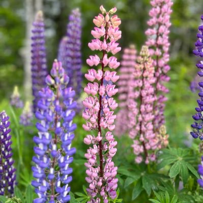 instructor_kris's profile picture. PhD in sociology studying health, homelessness, social support, networks and housing. CBU Sociology. Michif. she/her. AB lady in NS. Opinions are mine.