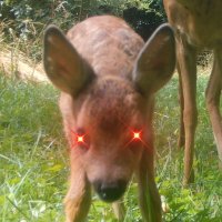 Les chevreuils arméniens 🌻 (@lchevreuils) 's Twitter Profile Photo Les chevreuils arméniens 🌻 (@lchevreuils) 's Twitter Profile Photo