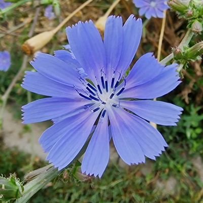 wyler1967's profile picture. sie/she/her - mag ihre Hunde Mädels - ist glücklich verheiratet und betreibt einen Online Shop https://t.co/6vfSBMWAAp