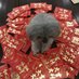 changsha 大猫 (@changshadamao) Twitter profile photo changsha 大猫 (@changshadamao) Twitter profile photo
