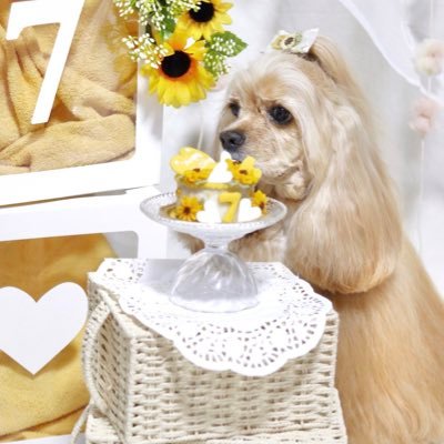 き び 🍡さんのプロフィール画像