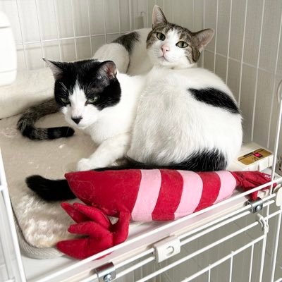 akatsu_shigemi's profile picture. 音楽と飼猫(Noel&Liam)と海を愛する会社員。🏠歴: 福島(白河市),千葉(野田市,柏市),茨城(つくば市),大阪(門真市),東京(足立区,杉並区,大田区),神奈川(茅ヶ崎市)