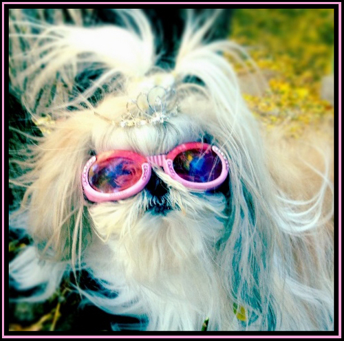 RockStarPups's profile picture. Artistic Pup Photography - Los Angeles -PupArt and memorial images.