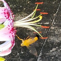 ナマケモノ🦥(黄色のオオスカシバ！) (@tenor3sb88yw) 's Twitter Profile Photo