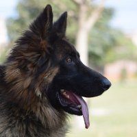 German Shepherds OF America(@gsd_of_america) 's Twitter Profile Photo