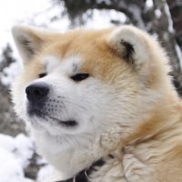 早池峰犬 (@anxiety_japan2) Twitter profile photo