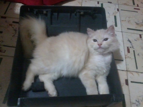 Dioneycious's profile picture. Please don't, even if I wanted to!