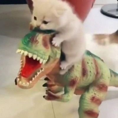 mervel37's profile picture. 🦖🦕