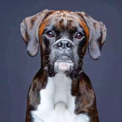 Real_boxerdog Profile Picture