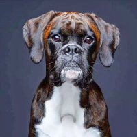 BOXER_DOG🐾(@Real_boxerdog) 's Twitter Profile Photo