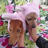 ポポ子（POPOKI:ILIO） (@nao4361918327) 's Twitter Profile