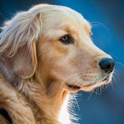 Welcome to @Retriever_Club0
We share daily #Goldenretriever Contents
Follow us if you really love Golden Retriever