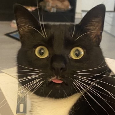 Handyfeuer's profile picture. archäologin/highlighter queen. wahrscheinlich trinke ich gerade Kaffee und höre ein Hörbuch. (queer, sie/ihr)