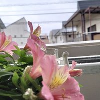 ねりぽて (@macaronrunning) 's Twitter Profile Photo