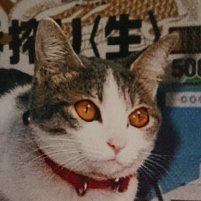 アカウントが消えてしまったので新しくしました。
猫が好きです。