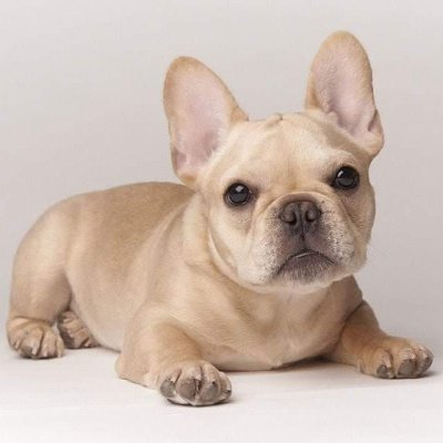 👉 Welcome To @frenchbg_union
👉 We Share Daily #FrenchBulldog Contents
👉 Follow Us If you really love French Bulldog