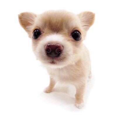 diedswpotato's profile picture. 고양이계의 거물