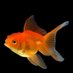 Equity Fish (@mail_efgh) Twitter profile photo Equity Fish (@mail_efgh) Twitter profile photo