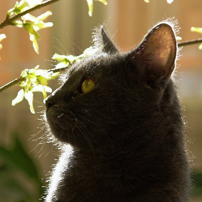 KocourO's profile picture. Starý mrzutý kocour. 
Fotografie ze stříbra i z jedniček a nul. A všechno ostatní.