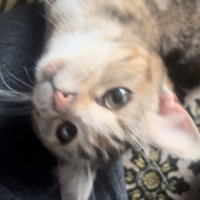Tchipo ☄ (@tchipokun) 's Twitter Profile