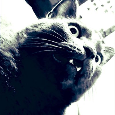 JaneDeaux000's profile picture. Never could get the hang of Thursdays.   Mostly Harmless.