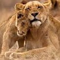 Amante de animais e da Natureza!!
7LR7M2XL
