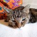 Fair Isle Cat (@cat_isle) Twitter profile photo Fair Isle Cat (@cat_isle) Twitter profile photo