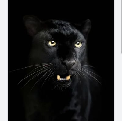 Panther_of_Zion Profile Picture