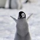 cagyfn's profile picture. F/A