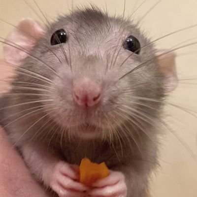 MemeConsumerOK's profile picture. 