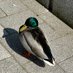 PDR (@rimbaud_1975) Twitter profile photo PDR (@rimbaud_1975) Twitter profile photo