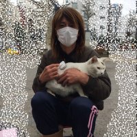 ナース千春の地域猫食堂(@chiharuasno1) 's Twitter Profile Photo