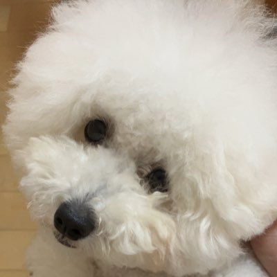 白プー飼ってます🤍たまに黒ぷーも出てきます♪白プーは2020.12.20生まれの女の子。黒プーは息子で2023.02.02生まれの男の子でブリーダーさんのおうちにいます。たまに我が家にも遊びに来てくれます💓