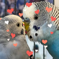 Momo and Banri(@id7_birds) 's Twitter Profile Photo