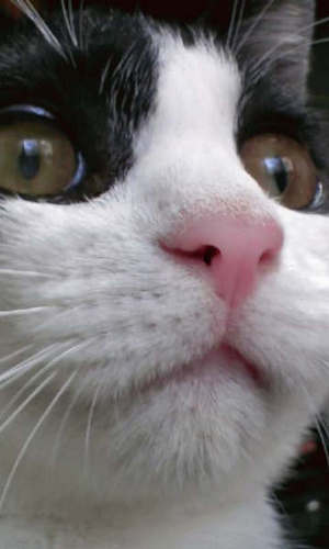 un_poco_neko's profile picture. 旅とか自然とか温泉とか猫とか飲み食いとか体を動かすのが好き。生まれ変わったらどこかの島の猫になりたい。欲しいものは絞れた体、夢は50代でセミリタイヤ。頑丈な心身が自慢ですが4日働いて3日休みたい。仕事のことは大してつぶやかない人事系の人。TOEIC勉強中。