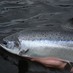 Tay Salmon Fishing (@Tay_Salmon) Twitter profile photo