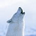 Wolf (@wolf_314159) Twitter profile photo Wolf (@wolf_314159) Twitter profile photo