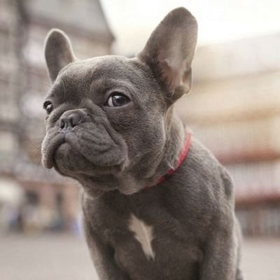 👉 Welcome to @frenchie_clubb
🐕 We share daily #frenchbulldog Contents
🐾 Follow us if you really love french bulldog