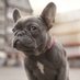 Frenchie Lover Club (@frenchie_clubb) Twitter profile photo Frenchie Lover Club (@frenchie_clubb) Twitter profile photo