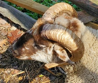 savarino_t60816's profile picture. 