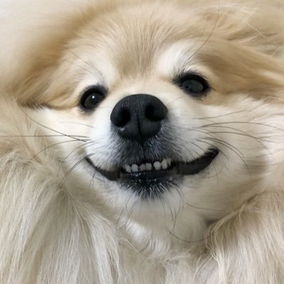 ぽめおの飼い主です。本垢(妖 @snow_white_999)にログインできないため、急遽アカウントを作成しました。