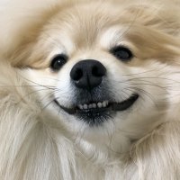 妖(避難所) (@big_pomeo_03) 's Twitter Profile