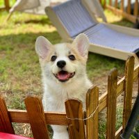 あおい (@sageg63239) 's Twitter Profile