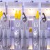 Australian Genome Foundry (@ausbiofoundry) Twitter profile photo Australian Genome Foundry (@ausbiofoundry) Twitter profile photo