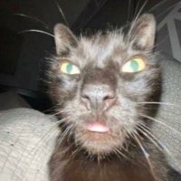 merlinmanson (@suzuki_merlin) 's Twitter Profile Photo merlinmanson (@suzuki_merlin) 's Twitter Profile Photo