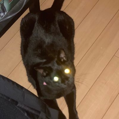 軍鶏トマトさんのプロフィール画像