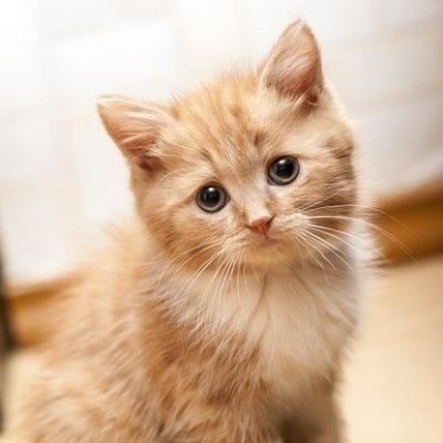 LeroiTarak2's profile picture. Musulman, retraité, marié, grand père,  j'adore la vie, voyager, j'aime beaucoup la littérature Française et Arabe, amoureux de MONTRÉAL